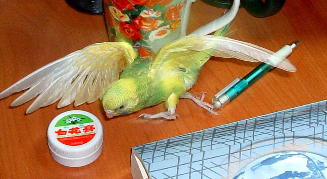 小貝踢球英姿