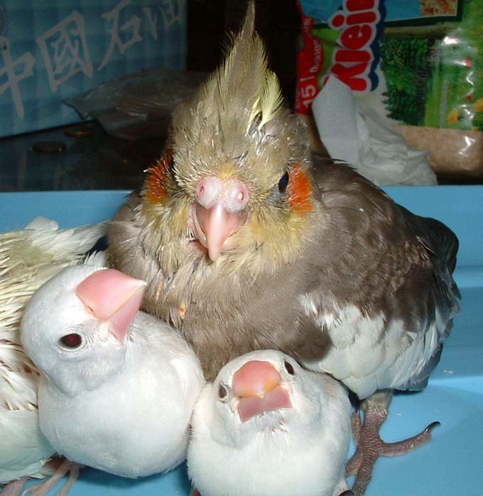 恁是啥郎啊