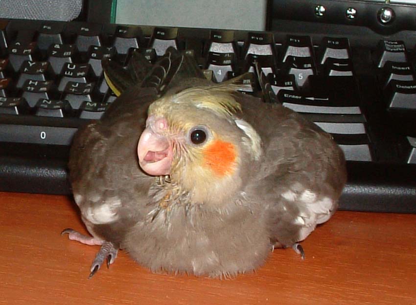 氣球鳥