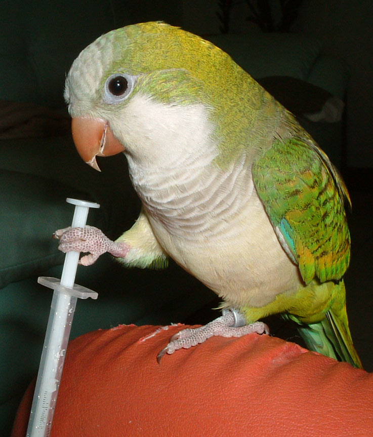 圓圓蒙古鳥醫生