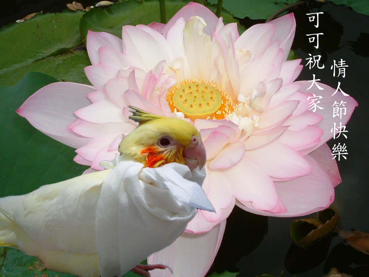 情人節快樂