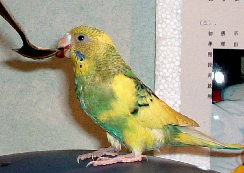 保養喉嚨
