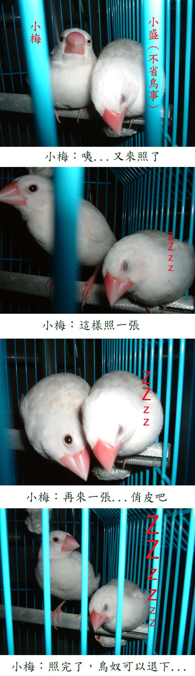 小梅與小盛
