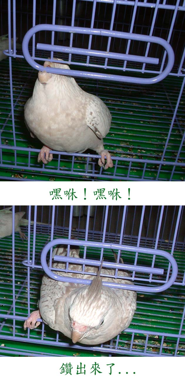 我不笨我要出來玩...