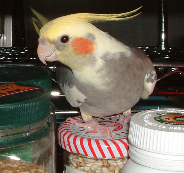 飼料在呼喚我