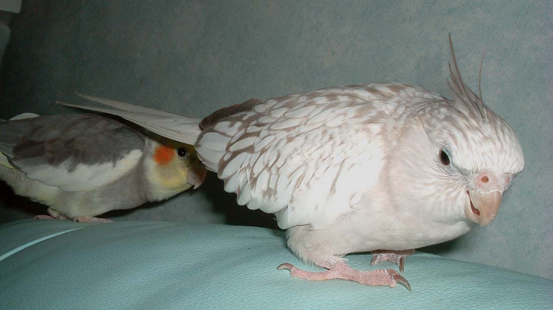 色狼多多二之裙底風光