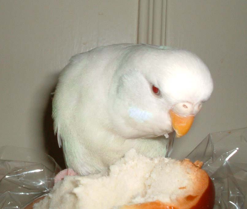 釣鳥新方法