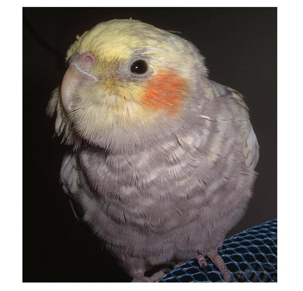 大頭鳥