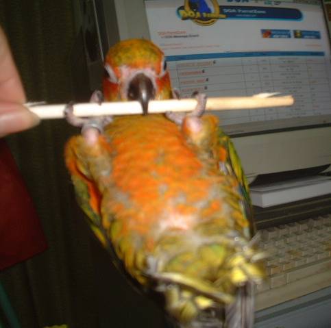秀才