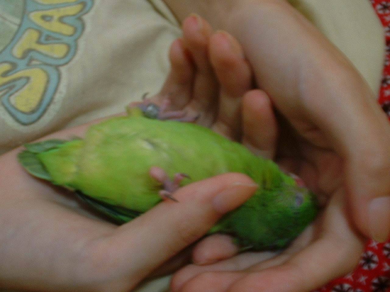 躺著睡ㄉ花花