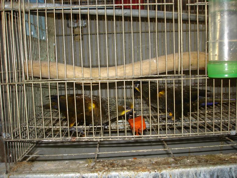 褐色吸蜜人工種鳥