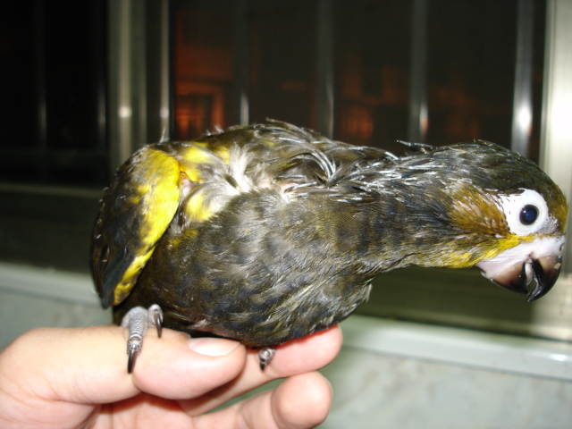 褐吸幼鳥
