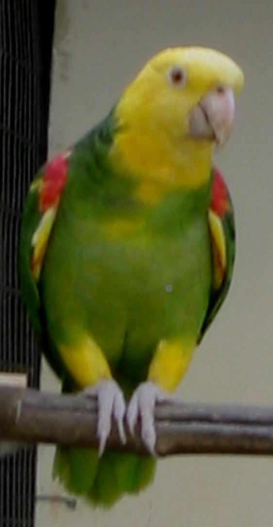 Magna
