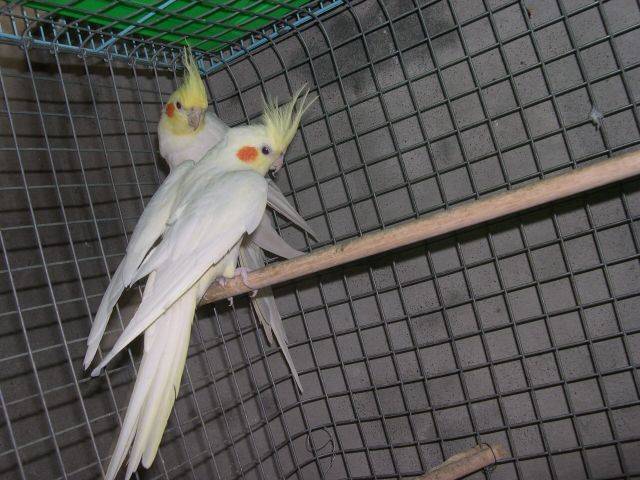 小黃大黃還有我做的鳥籠