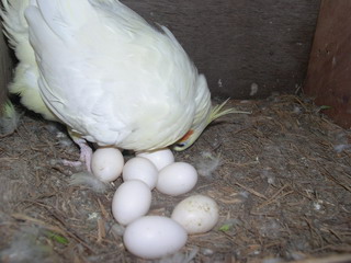 忙碌的玄鳳...孵蛋中