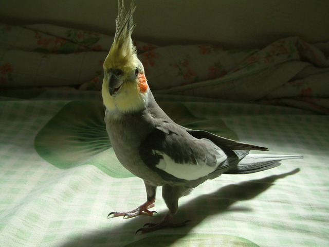 微笑小黑