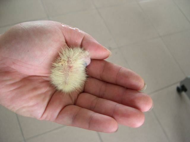 小不點