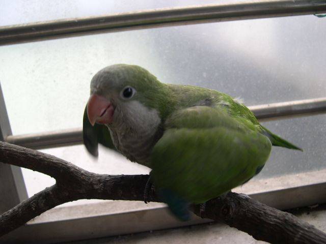 小壯