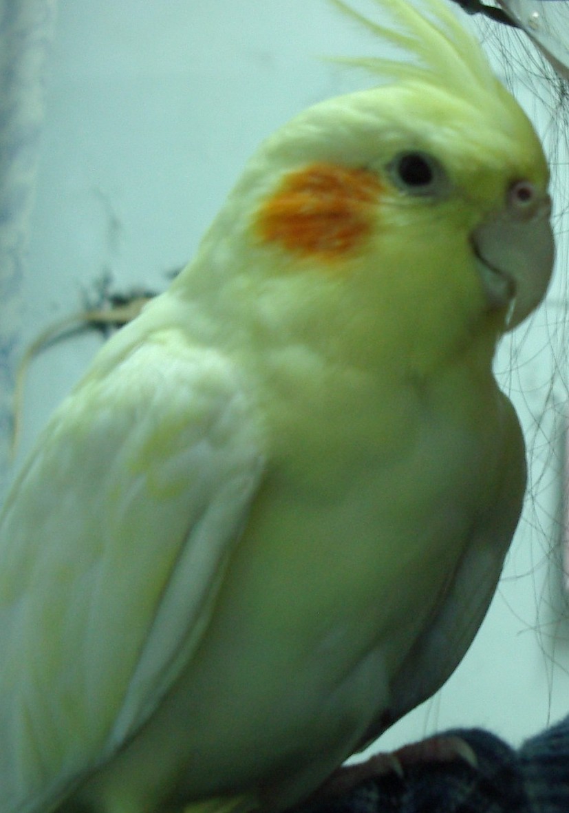 janecheng