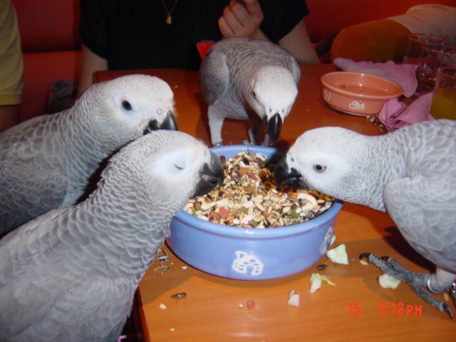 鳥聚