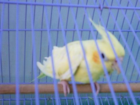 奶油玄鳳