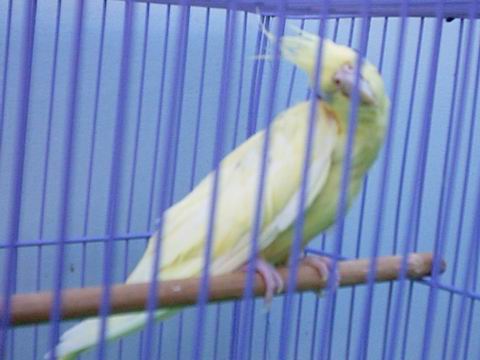 奶油玄鳳