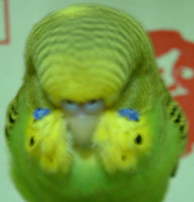 假大頭
