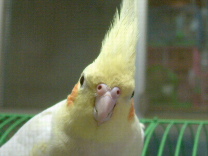 大頭貼