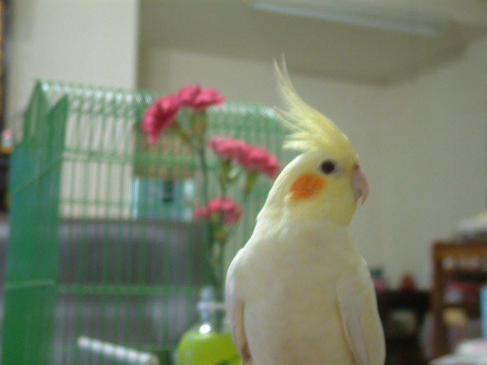 鳥比花嬌
