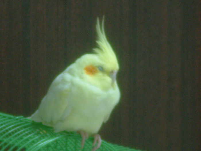 打盹中~~~~
