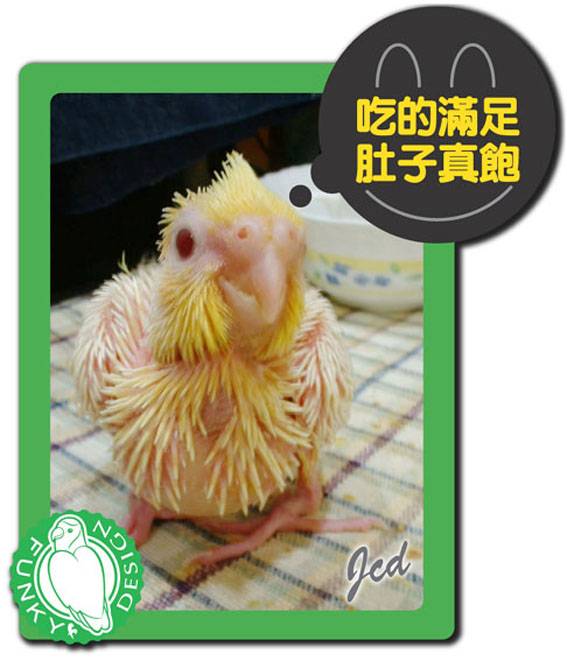 26天的寶寶