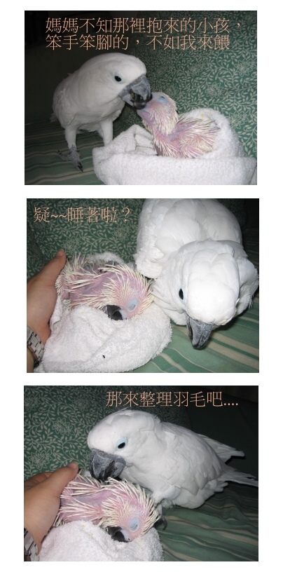 代理奶爸
