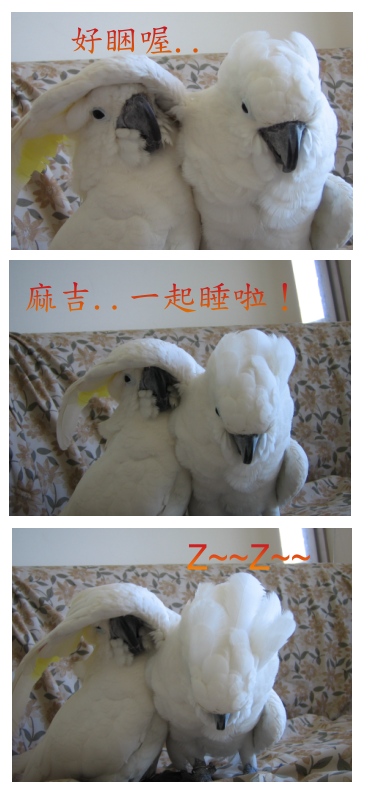 雪碧和麻吉居家照1
