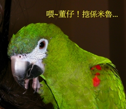長舌的米魯
