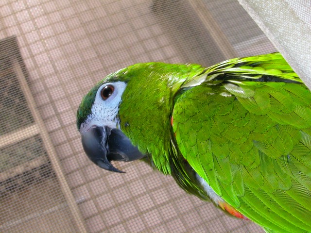 裝酷
