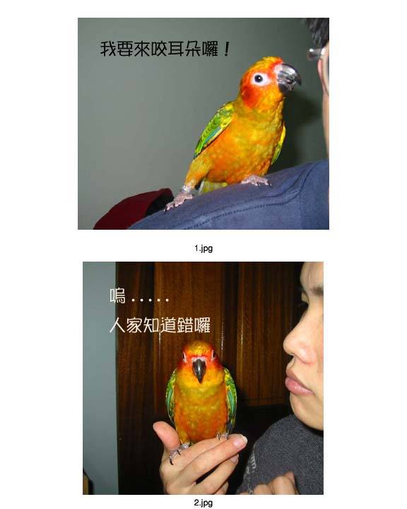 知錯能改的金太陽