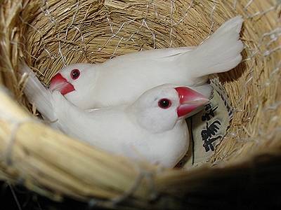 太極文鳥