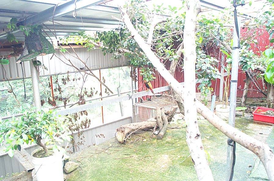 我的鳥園