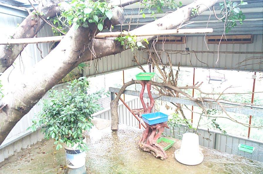我的鳥園