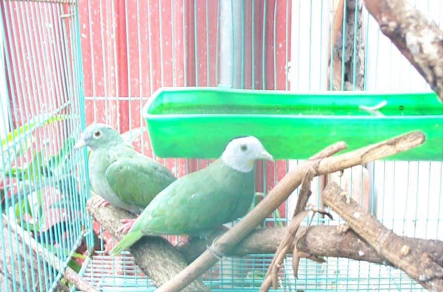 鳥