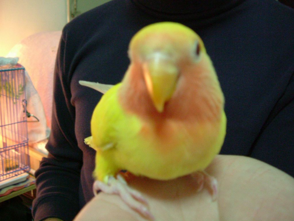 大頭鳥