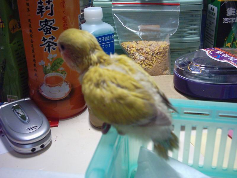 新成員喔~~