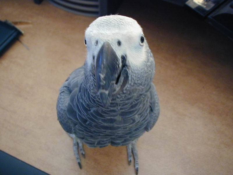 大頭鳥小灰part2