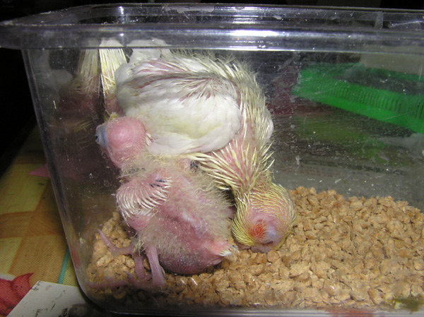 讓哥哥幫你擦屁股吧!