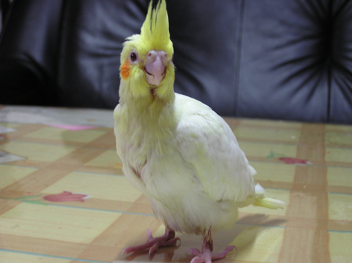 肚子比胸大
