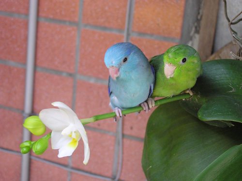 準備結婚的兩隻鳥