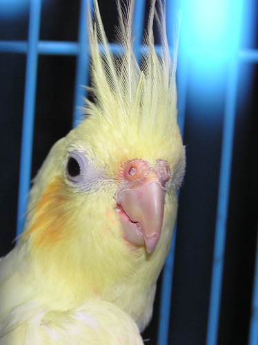 身上沒啥毛的鳥....