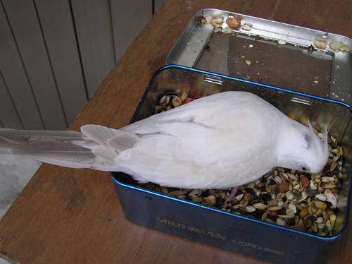 猜猜我是什麼玄鳳....