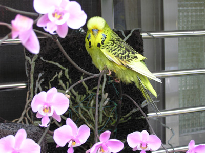 鳥語花香..