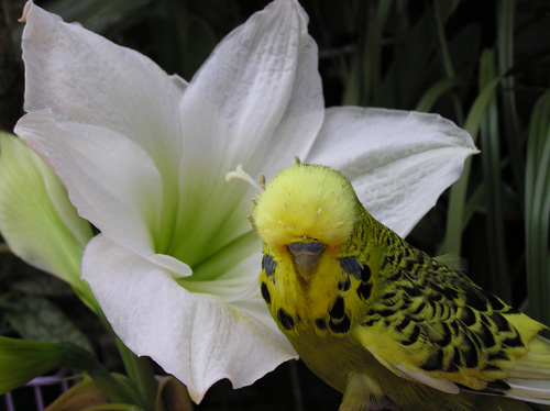 美鳥配美花